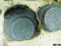 河里摸魚摸出陶制酒盅 專家稱距今已4000年