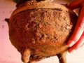 濟南西漢古墓出土七件精美陶器 有紅色彩繪