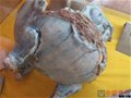 收藏在苗家鈞窯的“古代鈞瓷瓷片標本”