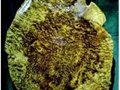 珍貴黃金樟現身首府收藏市場