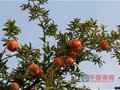 神垕樂拍