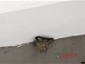景德鎮樂拍