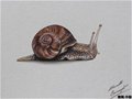 意大利畫家Marcello Barenghi的彩鉛作品