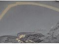 中國端硯的名貴石品花紋