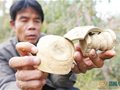 廣東古代名窯：舊洋窯址