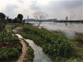 中國(guó)古窯萬(wàn)里行（十一）武昌青瓷發(fā)源地瓦窯咀窯址