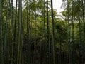 紫砂與竹