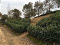 中國古窯萬里行（十一）龍山牌坊溝窯址