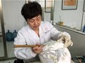 湖南醴陵釉下五彩瓷燒制技藝亮相美國羅利藝術(shù)節(jié)