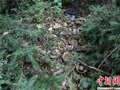 浙江黃巖啟動沙埠竹家嶺窯址考古發掘