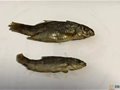 葉英挺：從“黃瓜燒溪魚”談龍泉窯的雙魚洗