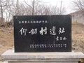 仰韶村遺址