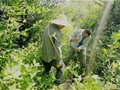 廣西發掘規模最大的唐代古窯群